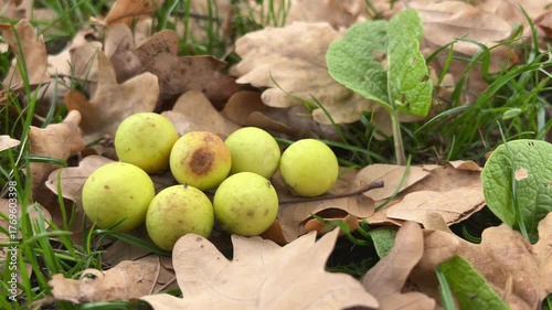 Oak apples or oak galls on oak leaves in an autumn park
