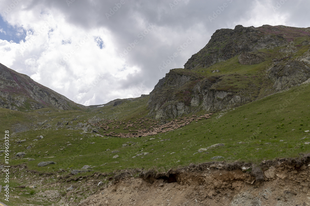 Obraz premium Scenic stretch of Romania’s Transalpina road curving through dense forest and mountainous terrain. Ideal for editorial, travel, infrastructure, or nature photography themes.
