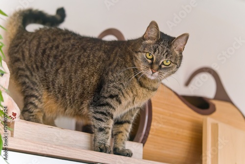 The cat is standing on the cupboard in the living room.