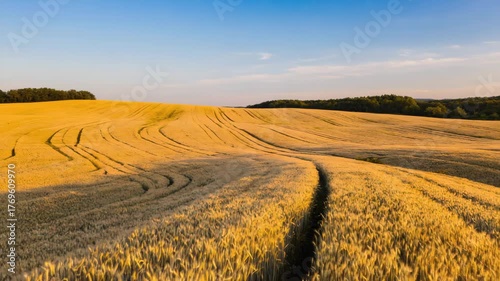Golden wheat field rolling hills at sunset with blue sky and distant trees serene agricultural