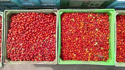 drone vista di casse di pomodori in stabilimento di lavorazione del pomodoro
