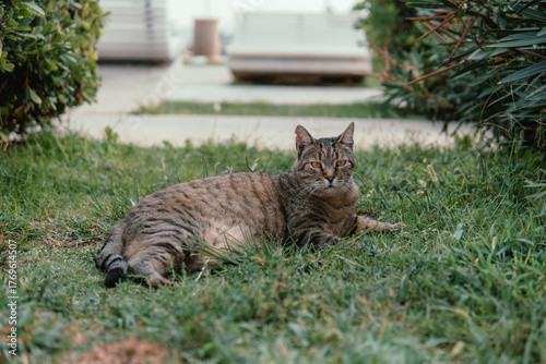 cat on the grass