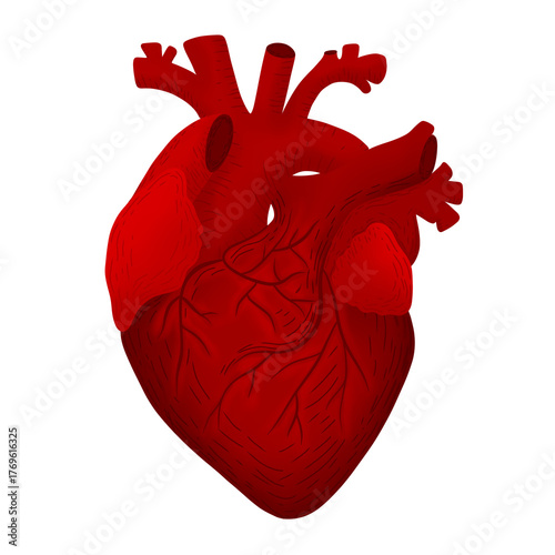 Anatomical Human Heart Illustration
