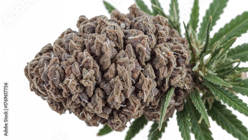 Close-up of a large, beautiful purple bud of legal medical marijuana with white pistil hairs, cultivated in a controlled environment and isolated from its background.