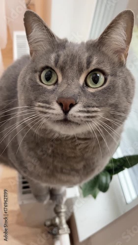 Cute gray cat sitting on a radiator next to window, meowing as if talking, with big expressive eyes and cozy home atmosphere.