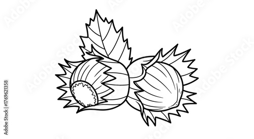 Detailed black and white illustration of hazelnuts with leaves depicted
