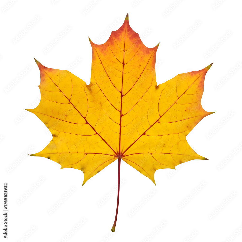 Obraz premium maple leaf still life of autumn foliage, yellow color, with stem and natural veins, isolated on white or transparent background. PNG