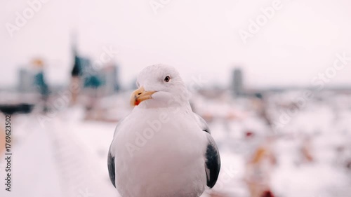 A seagull perched on a snowy rooftop overlooking a winter cityscape at dusk