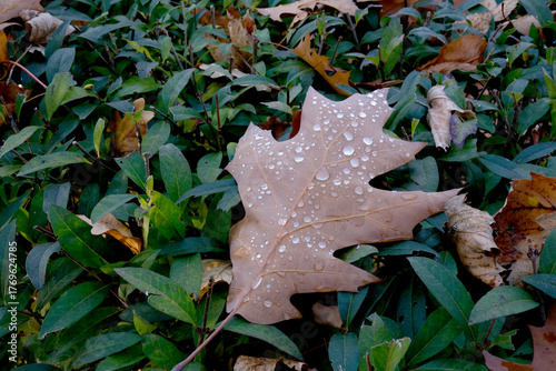 Beautiful fallen leaf with raindrops nestled on green plants