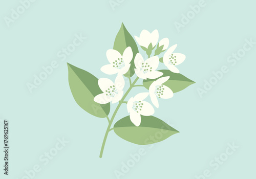 Illustration of a flowering jasmine branch with green leaves.
