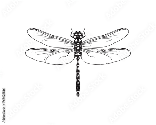 Detailed dragonfly illustration in black and white with intricate wings