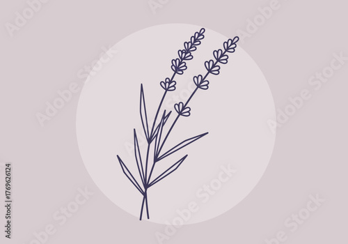 Minimalist line art illustration of two lavender sprigs with delicate flowers and leaves on a soft purple circular background.