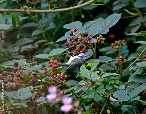 Blue tits feeding on blackberries