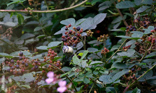 Blue tits feeding on blackberries