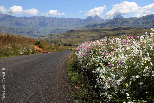 Tar road and cosmos flowers in the foreground. Traditional QwaQwa houses  and the Drakensberg mountains in the back ground. South Africa. 