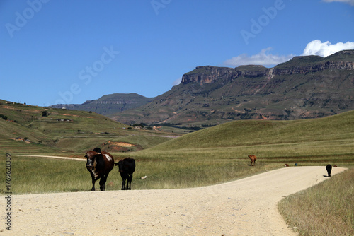 Dirt roads in the QwaQwa area. Cattle on the road. Nature and mountains in the background.