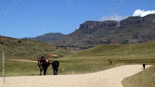 Dirt roads in the QwaQwa area. Cattle on the road. Nature and mountains in the background.