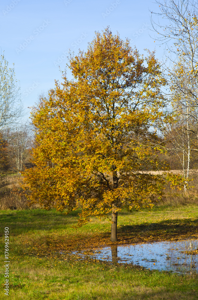 Obraz premium Golden autumn tree reflects in serene puddle