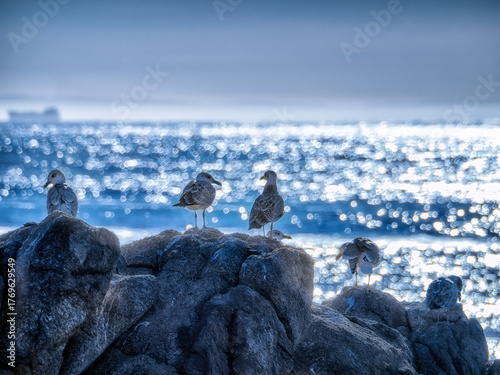 Grupo de gaviotas descansando en unas rocas en la costa contemplando el mar brillante y el horizonte