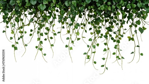 Bush grape, also known as Cayratia trifolia (Linn.) Domin, is a wild climbing vine ivy jungle plant with tendrils hanging from a hanging jungle shrub.
