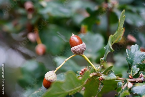 Fresh acorn on branch in autumn forest