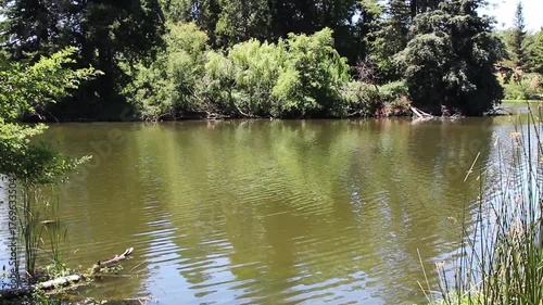 Lake With Ripple Patterns On Surface With Green Reeds And Trees Santa Rosa California
