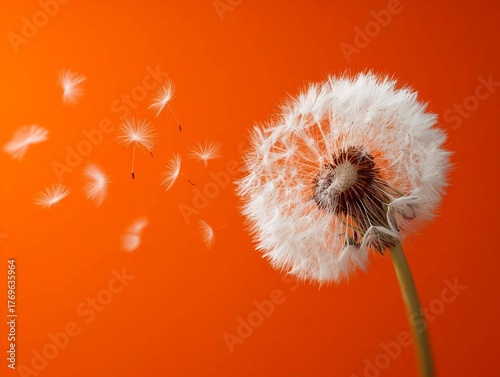 A dandelion, its seeds scattering in the wind, against an orange background. The banner symbolizes beauty, tranquility, freedom, or hope.