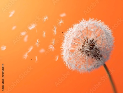 A dandelion, its seeds scattering in the wind, against an orange background. The banner symbolizes beauty, tranquility, freedom, or hope.