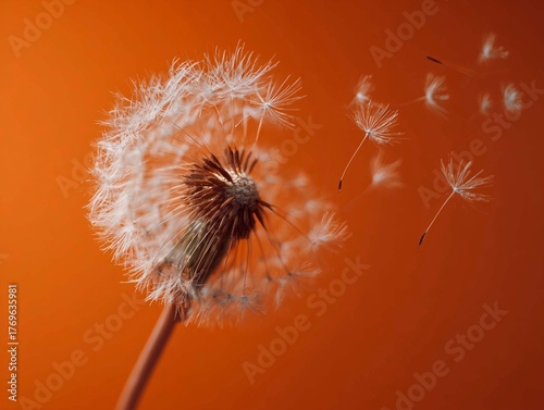 A dandelion, its seeds scattering in the wind, against an orange background. The banner symbolizes beauty, tranquility, freedom, or hope.