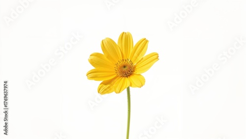 Wallpaper Mural Yellow flower in meadow with white backdrop Torontodigital.ca