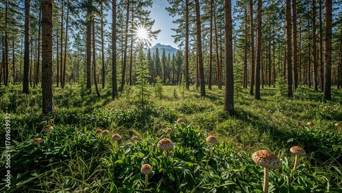 Russia, Eastern Siberia, Buryatia. Edible mushrooms in the Sayan Mountains, overgrown with impenetrable taiga in the height of summer.