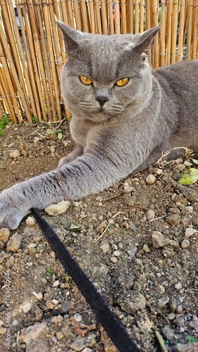 gatto british al guinzaglio seduto