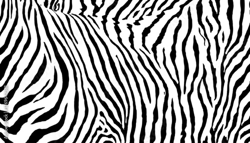 Black and white zebra abstract pattern white background. Zebra prints useful as a background. Seamless pattern with lines, vector background. Texture of zebra with dense lines. 