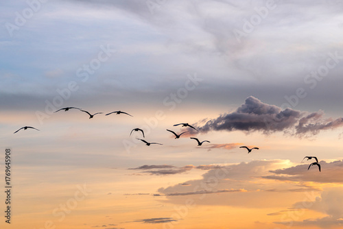 Group of herons flying over the sky, with clouds in the background at sunset