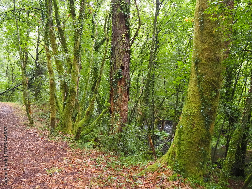 Fototapeta premium ruta de los molinos de Mezonzo, bonita ruta de senderismo por los molinos harineros y batanes. impregnados en aromas de vegetación silvestre, de los cantos de los pájaros, La Coruña, Galicia, España