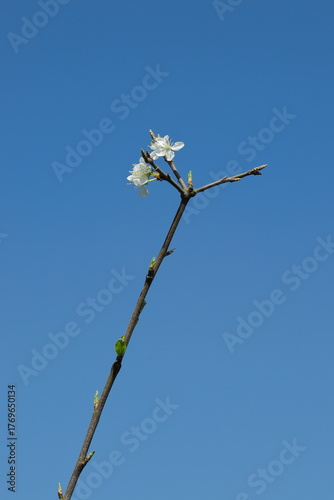 Plum blossom against blue sky