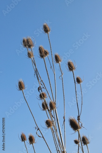 Wild teasel against blue sky