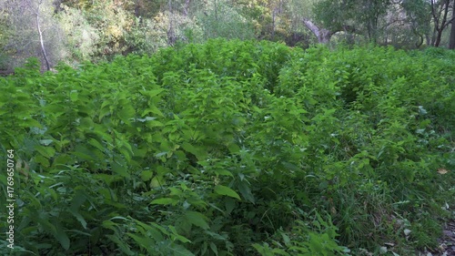 Stinging nettles (Urtica dioica L.) thrives in a forest clearing, its vibrant green leaves contrasting with trees turning golden as summer fades into early autumn mood.