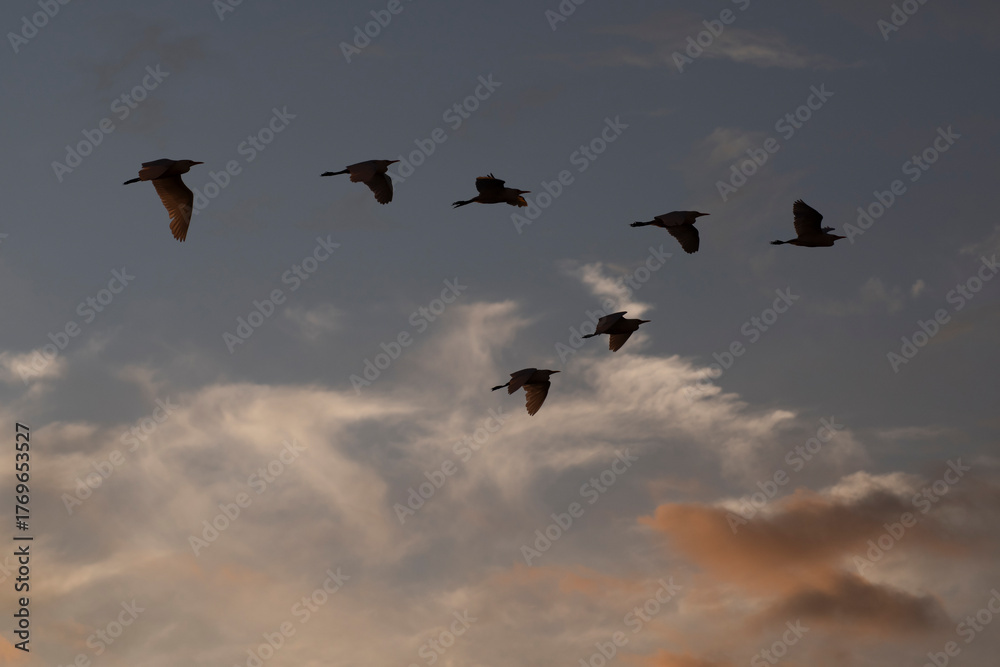 Naklejka premium Group of herons flying over the sky, with clouds in the background at sunset