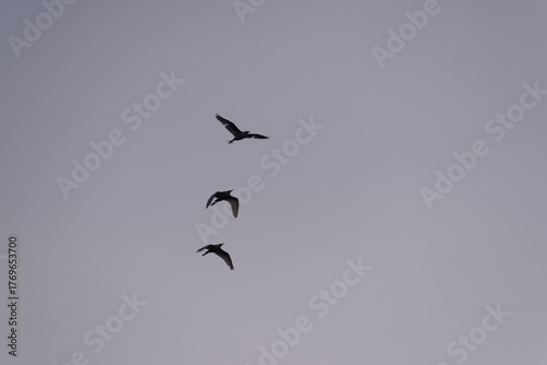 Group of herons flying over the sky, with clouds in the background at sunset