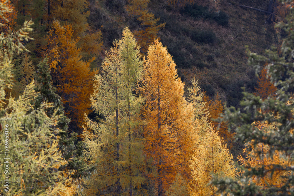 Fototapeta premium Herbstwald in Tirol
