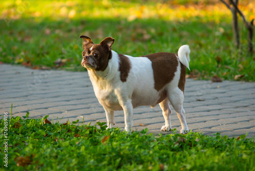Chihuahua dog on a walk in autumn