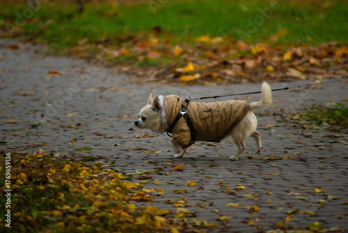 Chihuahua dog on a walk in autumn