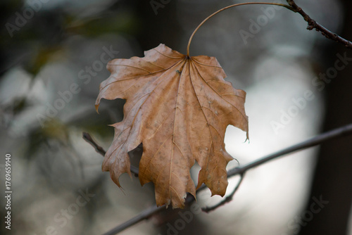 autumn leaves on the tree