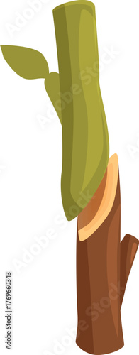 Grafting process uniting scion and rootstock, promoting plant growth and propagation in horticulture and agriculture