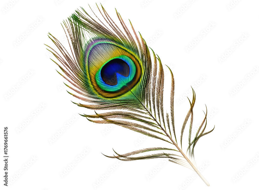 Fototapeta premium Close up of a vibrant peacock feather isolated on transparent background