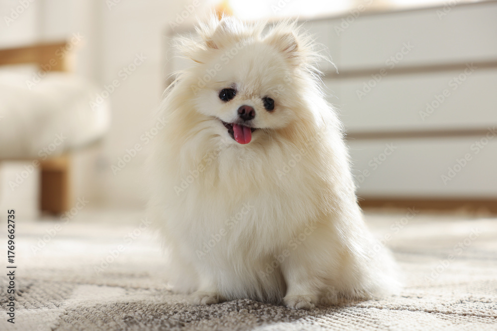 Fototapeta premium Cute fluffy Pomeranian dog on floor indoors