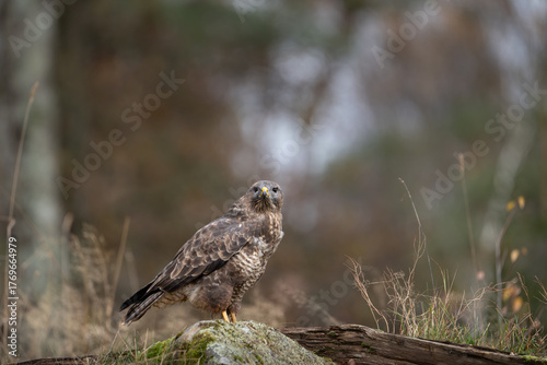buteo buteo hawk bird predator 