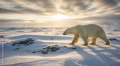 Majestic polar bear walking across snowy arctic landscape during bright sunset