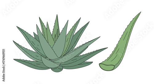 An illustration of an aloe vera plant with one detached leaf, showcasing its spiky edges and fleshy green color, perfect for botanical or healthcare-related content.
